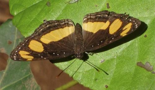 Réf. 234 960 : Neptis mayottensis